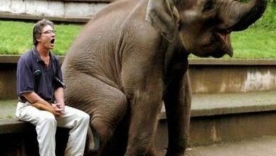 Photo of Las razones por las cuales un simple bostezo relaciona a los humanos con los elefantes