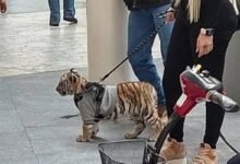 Photo of Mina Ayala y su tigre: ¿en México se puede tener un animal exótico como mascota? Te explicamos todo