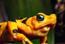 Photo of Un hongo mortal encontrado en Centroamérica es la razón para que las ranas doradas panameñas estén en peligro de extinción