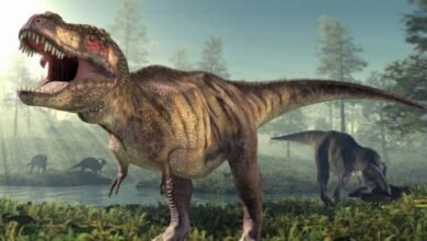 Photo of ¿Cuántos tipos de dinosaurios existieron? Estas son las distintas especies