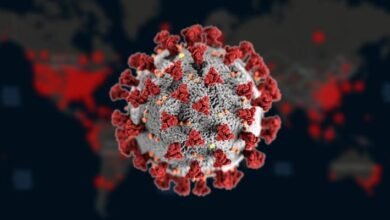 Photo of Científicos advierten que podrían existir otros 850.000 virus no descubiertos en animales, capaces de infectar humanos