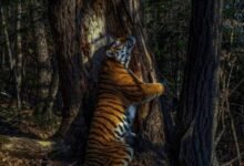 Photo of Un “cariñoso” tigre siberiano es la mejor foto de Vida silvestre en 2020