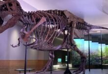 Photo of Científicos revelan la dolorosa causa de muerte de un tiranosaurio rex