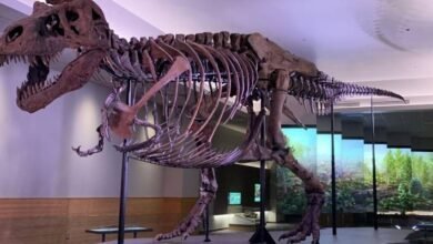 Photo of Científicos revelan la dolorosa causa de muerte de un tiranosaurio rex