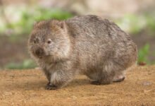 Photo of Google añade nuevos animales 3D: wombats, koalas, canguros y cucaburras en realidad aumentada