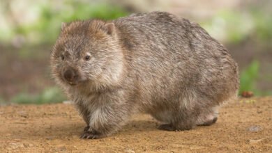 Photo of Google añade nuevos animales 3D: wombats, koalas, canguros y cucaburras en realidad aumentada
