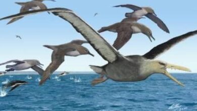 Photo of Los secretos descubiertos sobre las gigantescas aves prehistóricas de la Antártida