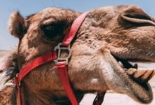 Photo of Los camellos inspiran a investigadores del MIT para crear un medio de refrigeración sin electricidad