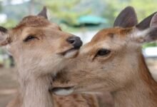 Photo of Japón: crean bolsas comestibles para salvar a los ciervos de Nara