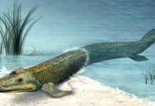 Photo of Científicos hallaron el hueso clave que llevó a los vertebrados del océano a la superficie hace 390 millones de años, sugiere estudio