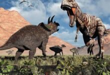 Photo of Un Tiranosaurio Rex y un Triceratops  pelearon hasta la muerte y así encontraron sus restos óseos 67 millones de años después