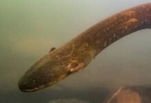 Photo of Las anguilas eléctricas cazan juntas y entre todas combinan una sola descarga para matar a su presa