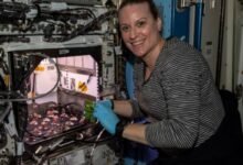 Photo of Astronautas de la Estación Espacial Internacional comieron rábanos que cosecharon dentro de la nave