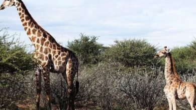 Photo of Por primera vez en la historia encontraron un par de jirafas salvajes que sufren de enanismo