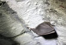 Photo of Encontraron un extrañísimo murciélago en un castillo (no se lo coman, por favor)