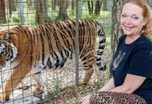 Photo of Tiger king: Carole Baskin ahora carga una arma consigo gracias a las amenazas de muerte en su contra