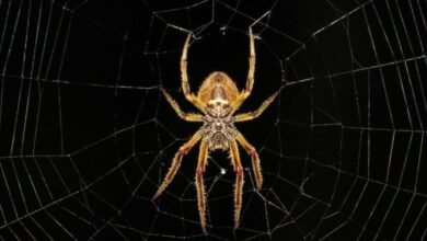 Photo of Las patas de las arañas podrían inspirar el desarrollo de miembros robóticos autónomos que no dependan de un cerebro