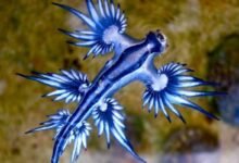 Photo of Científicos graban el curioso ritual de apareamiento de los dragones marinos azules y luce cómo una escena de película