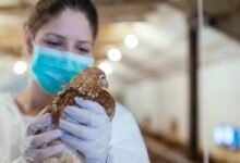 Photo of Gripe aviar H5N8: Rusia detecta primer caso en humanos y la OMS está preocupada
