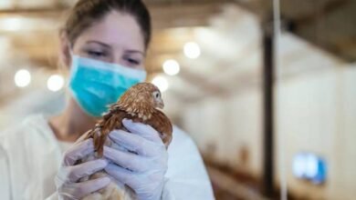 Photo of Gripe aviar H5N8: Rusia detecta primer caso en humanos y la OMS está preocupada