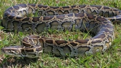 Photo of Una majestuosa serpiente de Florida podría tener una sustancia para potenciar las vacunas contra el coronavirus