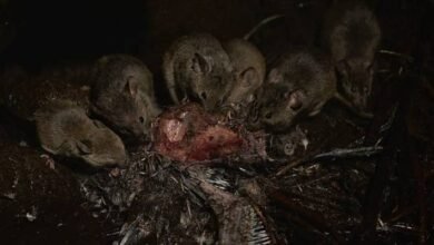 Photo of Los ratones gigantes no tienen piedad con las aves de esta isla