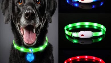 Photo of Este es uno de los collares para perros más vendido de Amazon: tiene luces LED, utiliza USB para cargar y cuesta menos de 10 euros