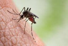 Photo of Científicos trabajan en repelentes para mosquitos a base de hiera gatera y toronja