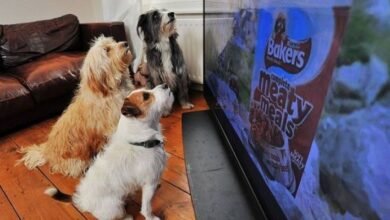 Photo of ¿Qué es lo que verdaderamente ven los perros cuando miran televisión?