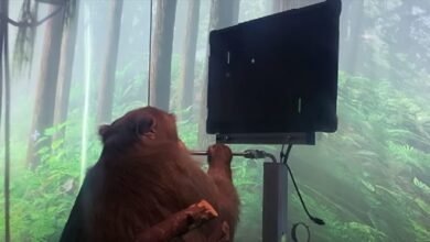 Photo of Un mono jugando con el implante cerebral de Neuralink, de Elon Musk, sin usar las manos