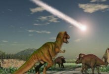 Photo of Estudio indica que el origen de las selvas tropicales está en el asteroide que acabó con los dinosaurios