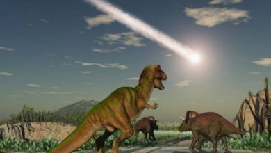 Photo of Estudio indica que el origen de las selvas tropicales está en el asteroide que acabó con los dinosaurios