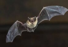 Photo of Científicos logran que un dispositivo genere imágenes a partir del sonido basados en la ecolocalización de los murciélagos