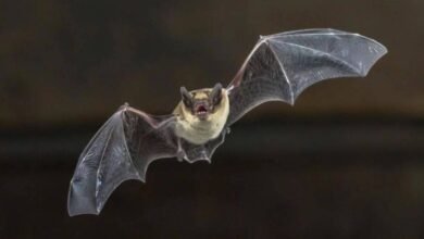 Photo of Científicos logran que un dispositivo genere imágenes a partir del sonido basados en la ecolocalización de los murciélagos