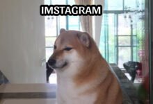 Photo of Cheems tiene una cuenta oficial en Instagram