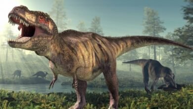 Photo of ¿Los humanos habrían escapado de un T-Rex? Un estudio reveló la velocidad a la que caminaban estos dinosaurios