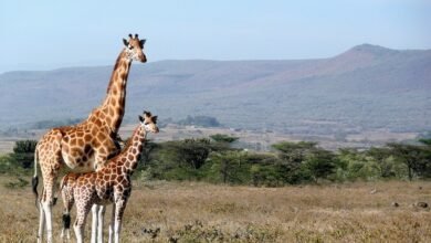 Photo of Científicos descubren que hay cuatro especies diferentes de jirafas y no una cómo se pensaba