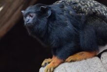 Photo of Un mono pacífico: estos primates modifican el "acento" para evitar conflictos con otros simios