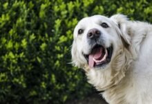 Photo of Estudio encuentra que acariciar a tu perro es una terapia efectiva para reducir la ansiedad y el estrés