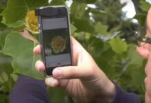Photo of Cómo identificar toda clase de plantas con el móvil