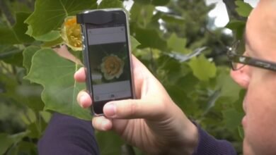 Photo of Cómo identificar toda clase de plantas con el móvil