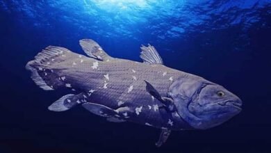 Photo of Investigadores descubren que los celacantos pueden vivir igual o incluso más que los seres humanos