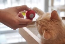 Photo of Cheerble Ball M-1: probamos un juguete inteligente para gatos