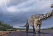 Photo of Descubren en Australia una nueva especie de dinosaurio y era realmente gigantesca