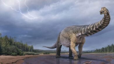 Photo of Descubren en Australia una nueva especie de dinosaurio y era realmente gigantesca