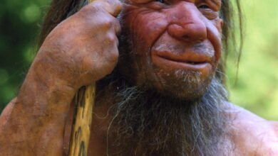 Photo of Tal vez heredamos más genes de los neandertales de los que pensábamos