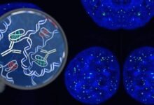Photo of Ciencia: las células pueden rejuvenecer en estas circunstancias