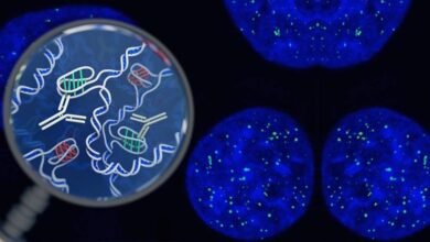 Photo of Ciencia: las células pueden rejuvenecer en estas circunstancias
