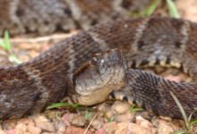 Photo of Este veneno de serpiente puede salvar vidas, ¿cómo lo hace?