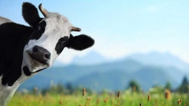 Photo of Científicos rusos clonaron una vaca y editando sus genes quieren eliminar de su leche la proteína que causa la intolerancia a la lactosa